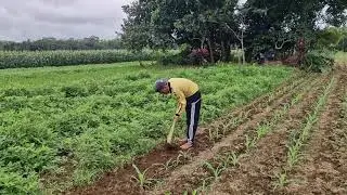 Traditional Tool That Works Wonders for Smoothing Soil! -Agriculture Farming