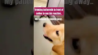 seeing coffee's reaction #cutecoffee #shorts #goldenretriever #pets #puppy