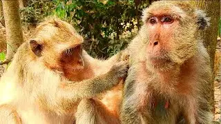 Sweet !! Young Ginger Monkey Wildlife Come To Give Best Grooming For Old Sumara Monkey