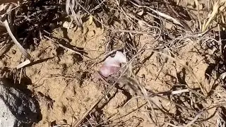 Arrowhead Hunting - Alibates Bird Point