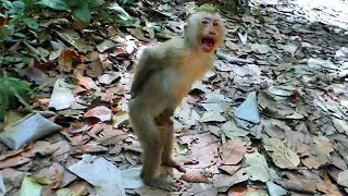 Little Monkey Tinky walking on two legs and screaming loudly looks so funny.🐒💞😅
