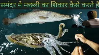 Fishing in Konkan 2024 | Konkan Fishing Video | Traditional Hand Fishing video 2024