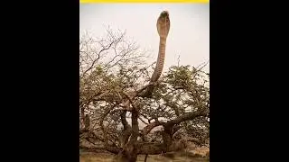 king cobra The world,s Longest venomous _sanke 🐍 #shots
