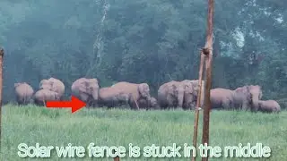 Wild elephants trapped in solar fencing. Morangi Golaghat Assam.