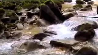 Pêche dans un ruisseau des Bauges (Savoie)