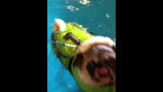 Sophie the Swimming Pug!