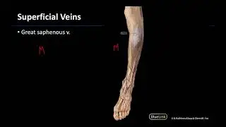 Lower Limb Superficial Veins - M1 Dissection Supplement