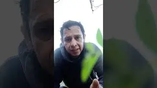 Katas shuri te