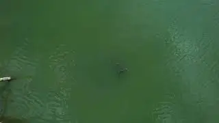 Herd of Manatees 4K