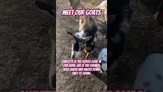 Grumpy nanny goat #farmlife #nigeriandwarf #lifeonthefarm #barnyard #farmanimals #goatmilk