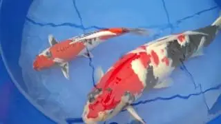 Beppu Showa & Doitsu Kawarigoi  - Available at www.koi.com - Pan Intercorp