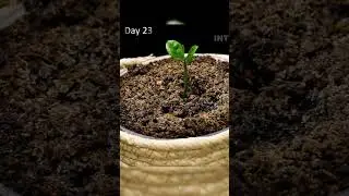 Lemon 🍋 Seed To Tree Time Lapse #timelapse #nature #tree