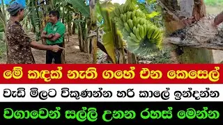 The Secret of Timing Crops for Maximum Profit 💰 | The Secret Tricks to Grow Your Income