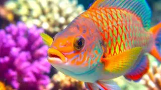 When the World Is Loud, Enter This Quiet Ocean Sanctuary Relaxing Music, Breathe & Let Go