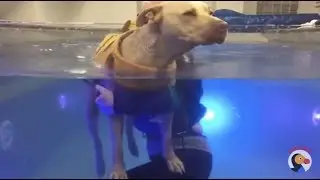 LIVE: Paralyzed Dog Swims at Water Therapy Session | The Dodo