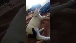 piscul meu se chiamă Albinuța este sufletul meu o Iubesc