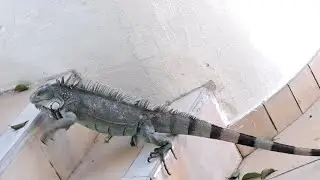 IGUANA PET 
