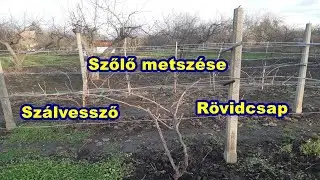 Szőlő metszése. Irsai Olivér és Néro rövidcsapon és szálvesszőn.