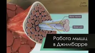Работа мышц в Джимбарре (Muscle work in Gimbarr)