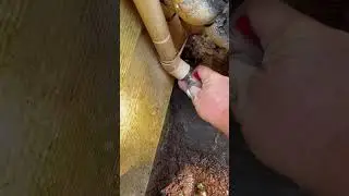 Clogged AC Drain