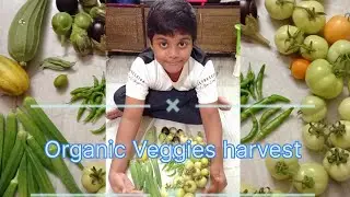 Weekend Harvest by my Son || Organically grown Veggies || Basket full of veggies || Terrace Garden