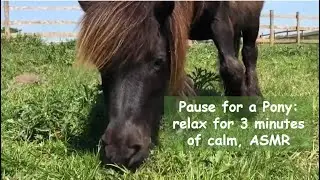Pause for a pony: relax for 3 minutes of calm, ASMR - TV Episode 315