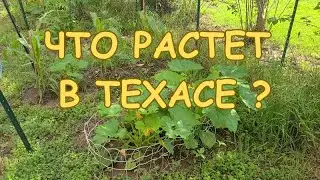 GARDENING IN TEXAS - ЧТО РАСТЕТ В ТЕХАСЕ?