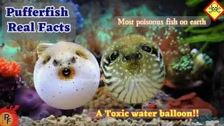 Pufferfish Facts: Most Poisonus firsh on earth. #shorts #short #short video#pufferfish #marinelife 