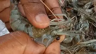 झींगा मछली साफ़ करने का सही तरीका/झींगा मछली कैसे साफ़ करते है?/Jhinga Machhali saaf karne ka tarika