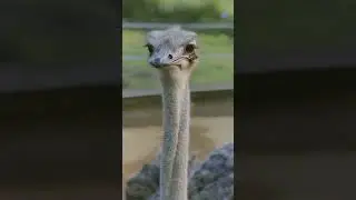 Beautiful Ostrich