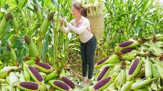 Harvesting Purple Sticky Corn & Cooking Sticky Rice and Corn | Sold Out Quickly To The Villagers