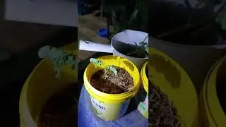 The peacock flower seeds at night 