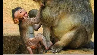 POOR BABY JAYDEN VERY SMALL MOM WEANING TO STOP MILK | JAYDEN SHAKING BODY & CRY HUNGRY MOM MILK
