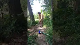 Real Peacock catching #19 #viral #vfx#shortsvideo #shorts #wildlife #newvfx #peacock