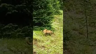 Another good sized Mt. lion heading to its resting spot for the day. #mountains #wildlife #cat #fyp