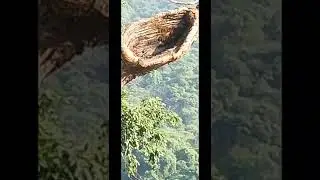 Eagle Nest Abandoned #nature #birds #eagle #trekking #forts