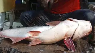You Won't Believe the Size of This Huge River Fish!