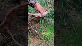 Stem grafting technique for areas lacking branches #satisfying #agriculture