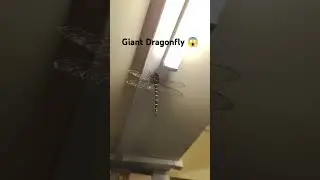 Giant Dragonfly at Darjeeling 😱😱 ☠️#meganeura#rare#insects #giantdragonfly#dragonfly   #darjeeling