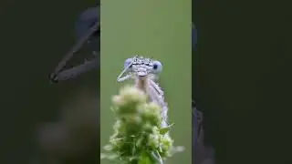 Spring DragonFly#youtubeshorts #free #shorts #nature
