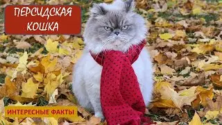 ПЕРСИДСКАЯ КОШКА🐈/Кошки/Животные/Интересные факты
