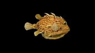 Ernst Hackel's Fish Animated 01