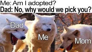 Daily Dose of Video Memes 36