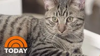 Cat Cafe 'Meow Parlour' Gives Patrons Prime Cat Time | TODAY