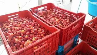 AGROINDÚSTRIA DE POLPAS DE FRUTAS NO ESPÍRITO SANTO