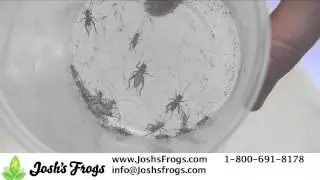 How to Feed Reed Frogs