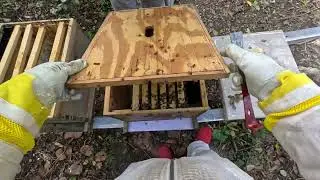 Trying to save some weak beehives November 5 2025