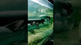BIG ALLIGATOR GAR & ARAPAIMA FISH #shorts
