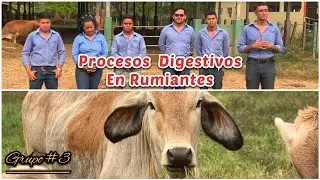Procesos Digestivos En Rumiantes - Fisiolog&iacute;a Animal, Grupo 3