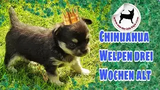 Chihuahua Welpen 3+4 Wochen alt | B-Wurf